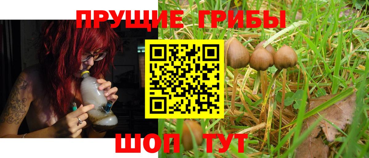 Димитровград  Псилоцибиновые грибы прущие грибы  Вход с VPN 